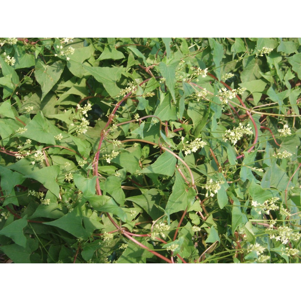 bầu cây giống cây hà thủ ô đỏ xịn