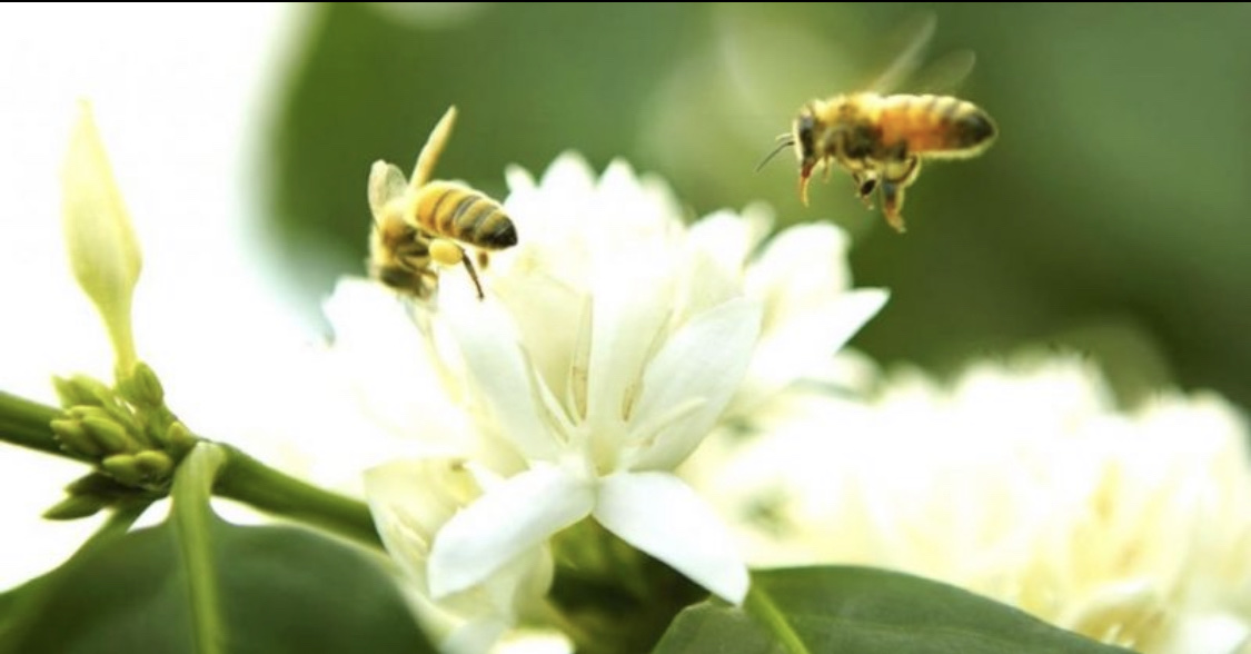 Mật ong -hoa cà phêmật ong nguyên chất rừng tây nguyên 1 lít - ảnh sản phẩm 4