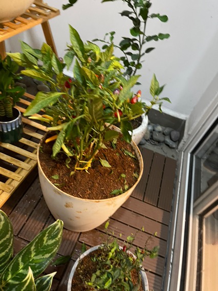 Bụi Ớt Xiêm