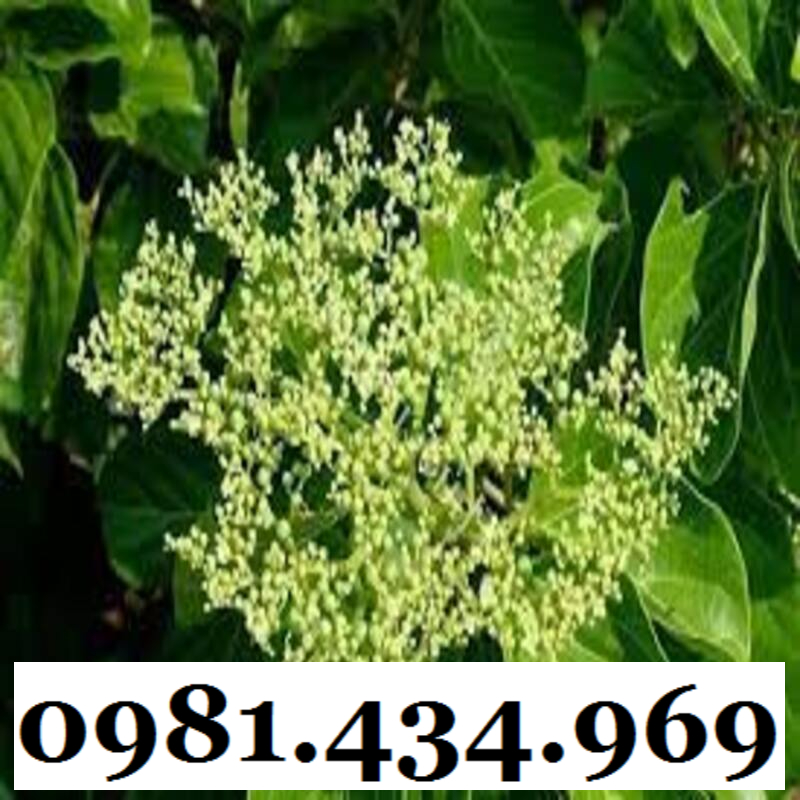 Cây Bầu Đất Khô 01KG Hàng Rừng Thơm
