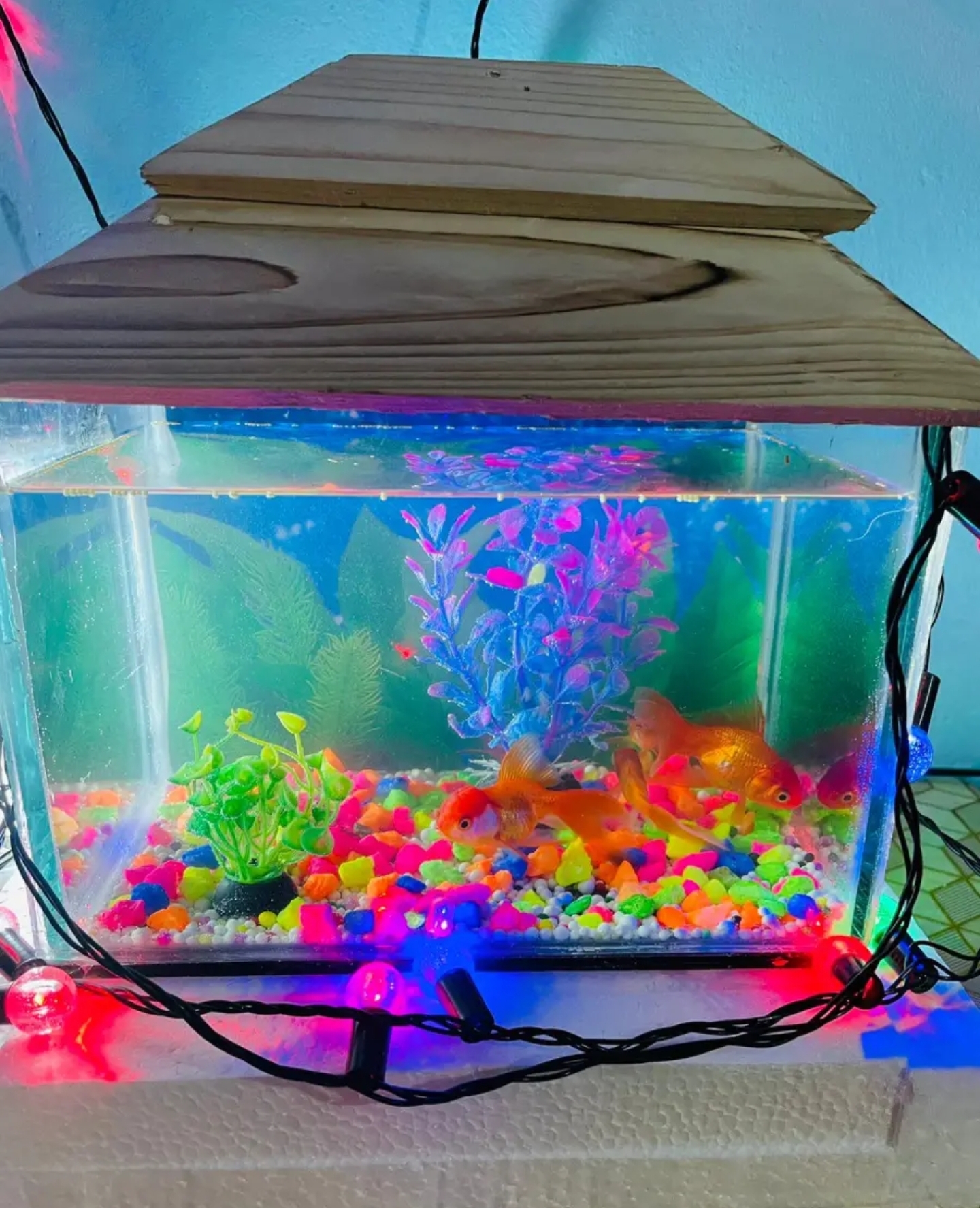 Glass%20Made%20Deshi%20Aquarium%20For%20Fish%20With%20All%20Accessories%20You%20Don't%20Have%20To%20Buy%20Anything%20(Big%20Size%2018x9x10%20Inches)%20-%20Image%203