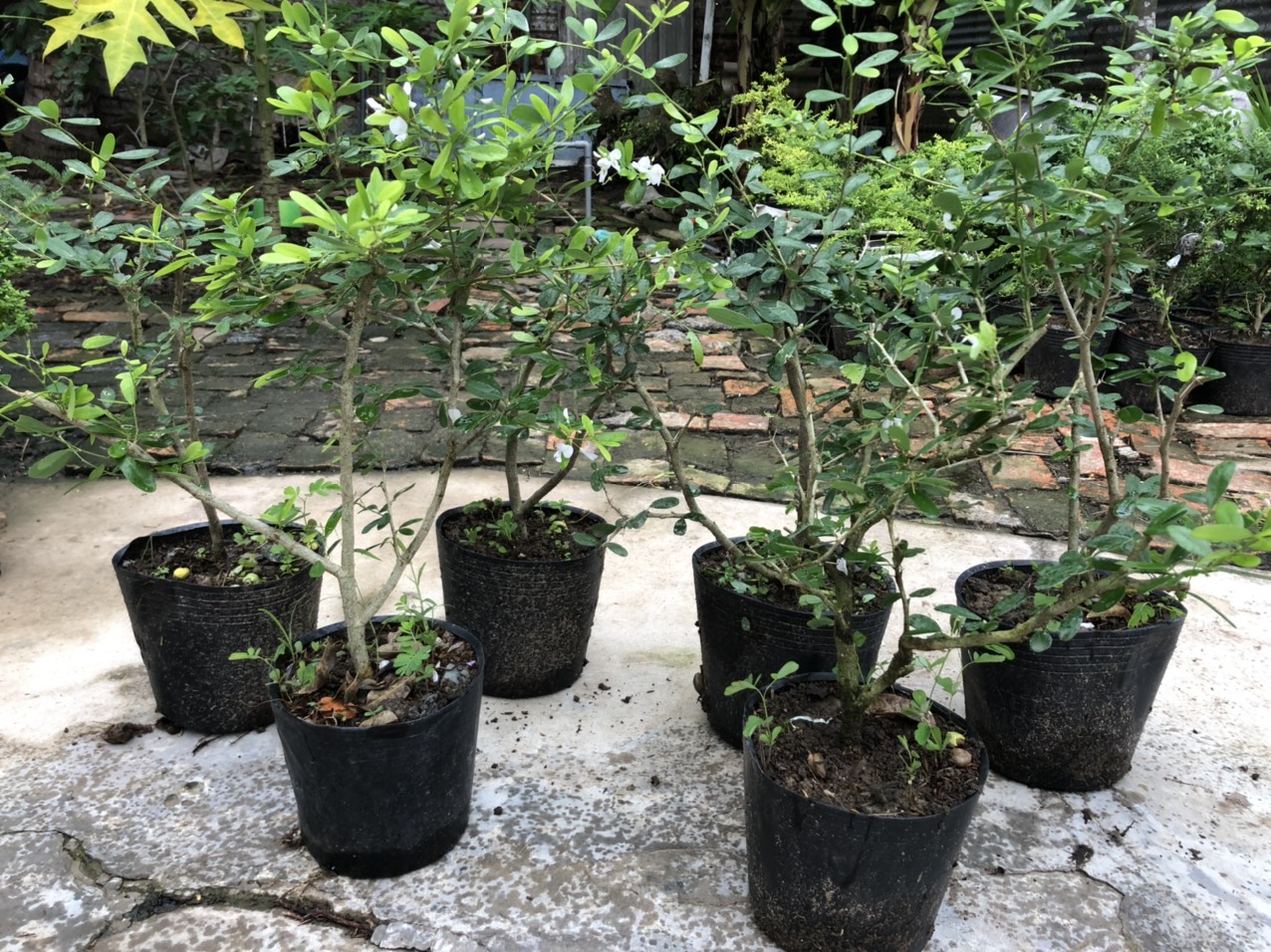 Linh sam trắng phớt hồng