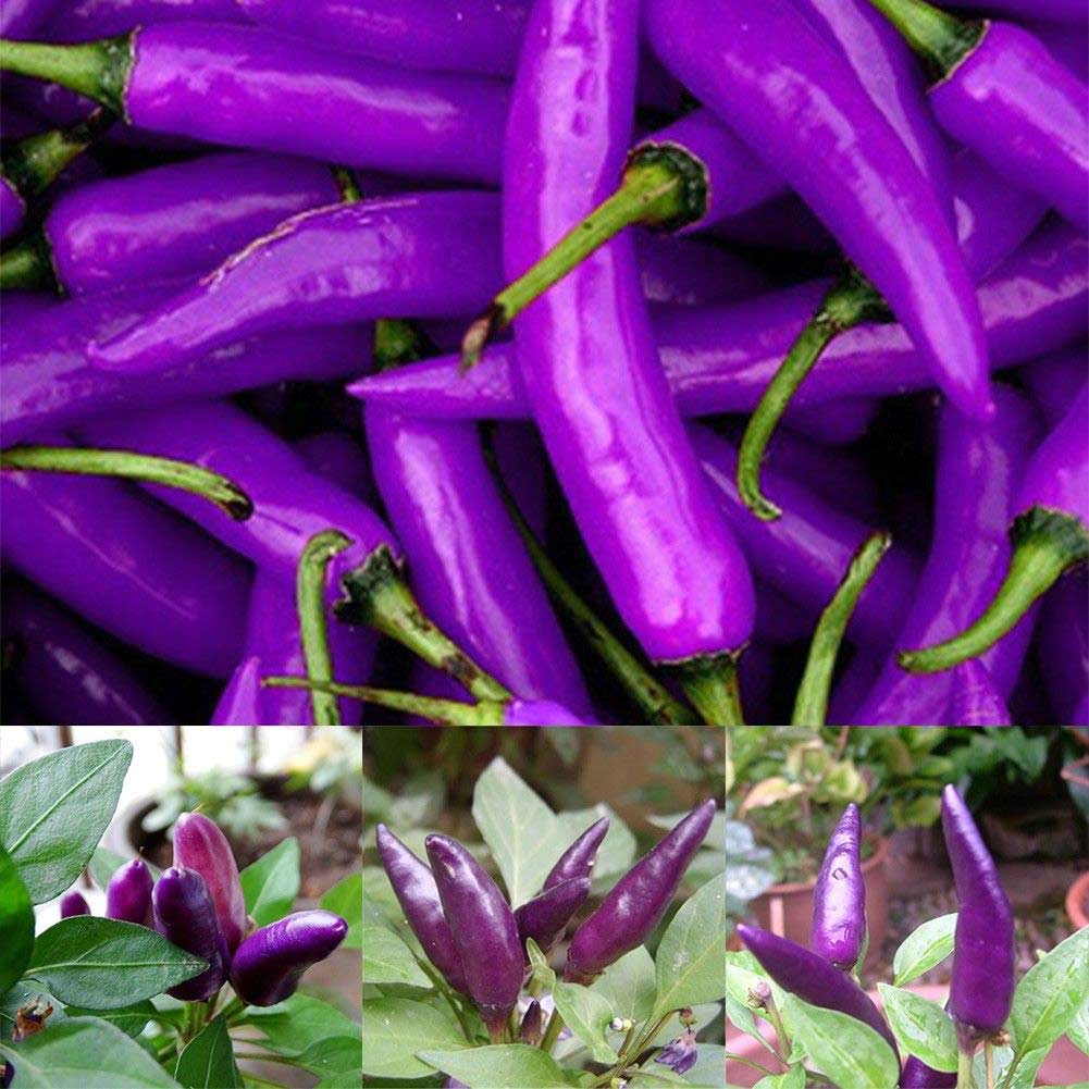 100Pcs Purple Chilli Pepper Cayenne Seeds Organic Vegetable Plants Home Garden DecorSeedPurple Chilli Pepper,CayenneFor Garden HomeVegetable Plants