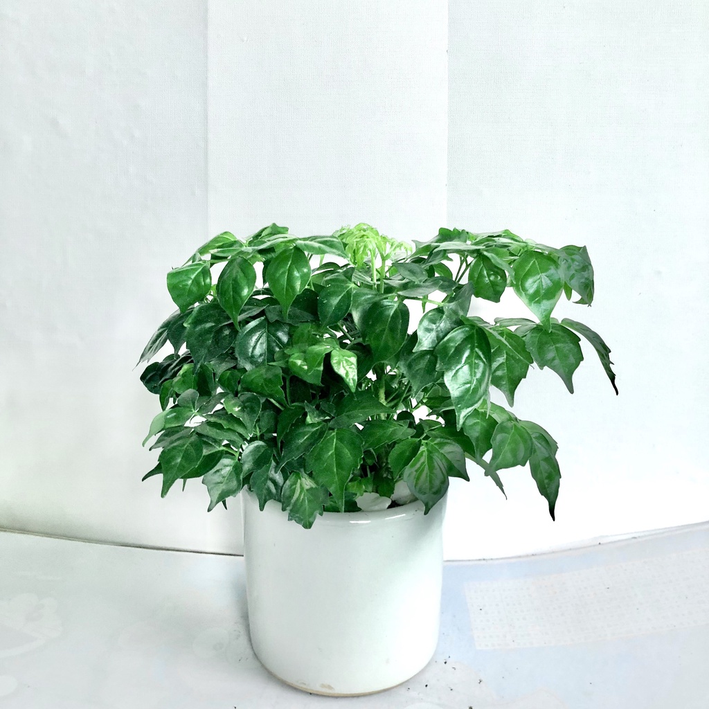 Cây hạnh phúc bụi để bàn kèm bình thủy sinh, Cao 20cm