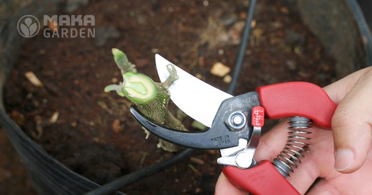Kéo cắt cành Chikamasa PS-20R hàng Nhật