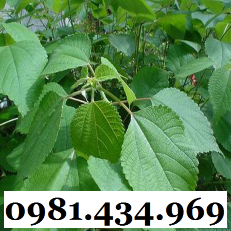 AN THAI- Củ Gai Tươi (Tầm Ma, Trữ Ma Căn) 01KG Ngon
