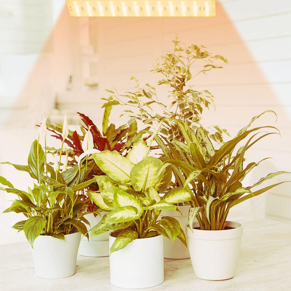 【Special Promotion】 Ultra-Thin Panel Grow Lights with Timer Full Spectrum Grow Lights Dimmable Grow LED for Indoor.