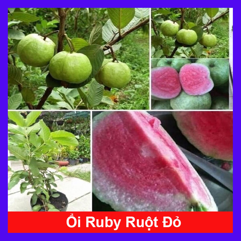 Cây ổi ruby ruột đỏ không hạt - cây ăn quả