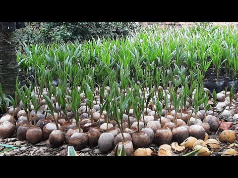 Giống dừa mã lai chuẩn F1