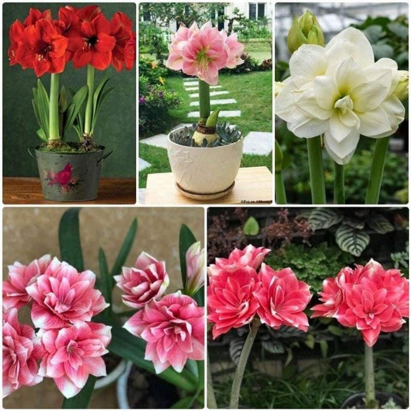 hoa lan Huệ kép  2 củ