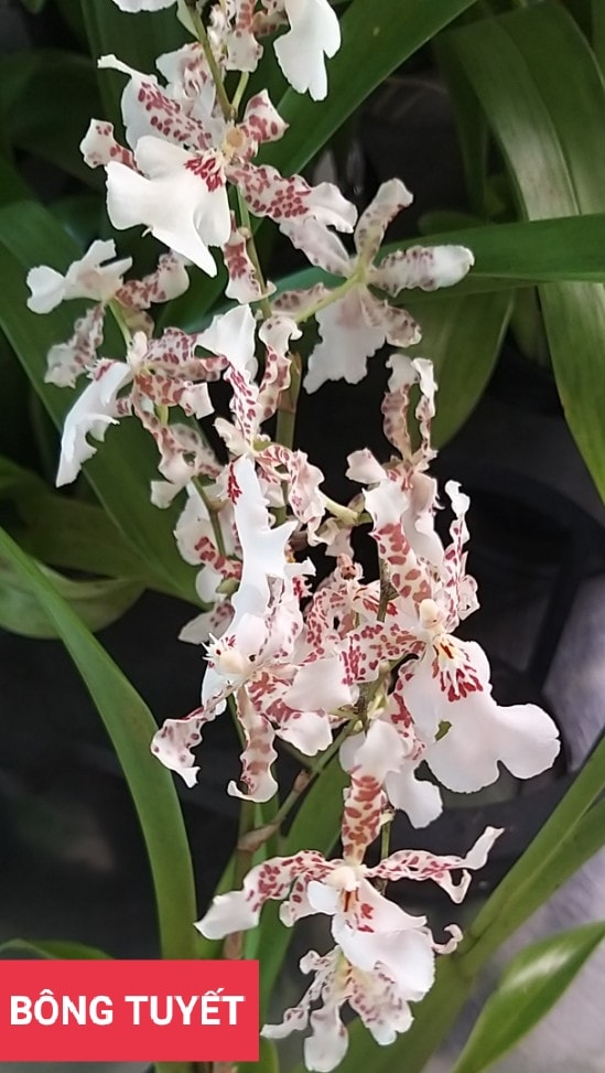 Hoa lan vũ nữ bông tuyết- chậu trưởng thành