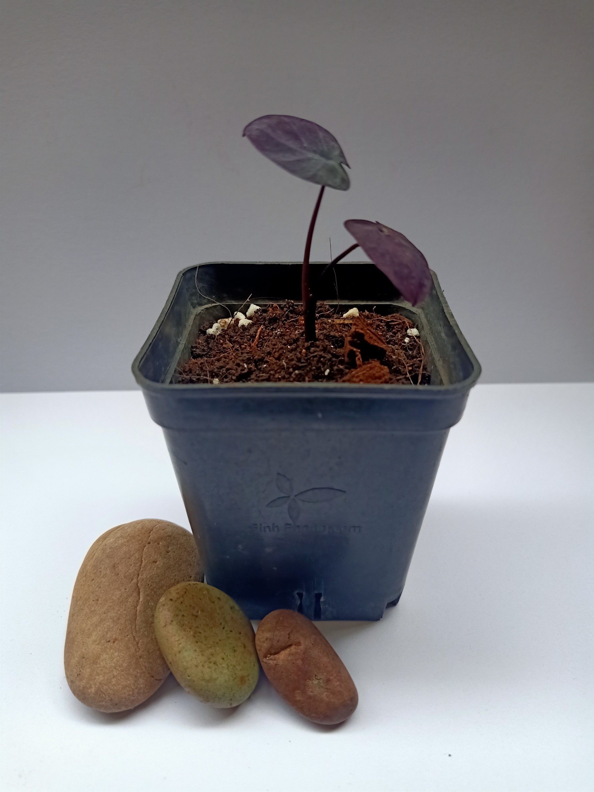 Môn Đen ( Colocasia Black Coral)