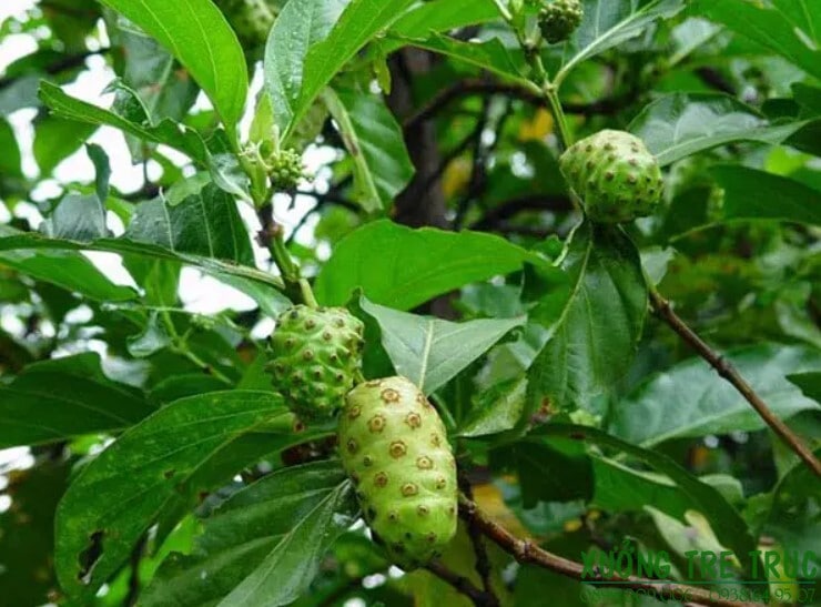 Hạt giống cây nhàu - Gói 50 hạt