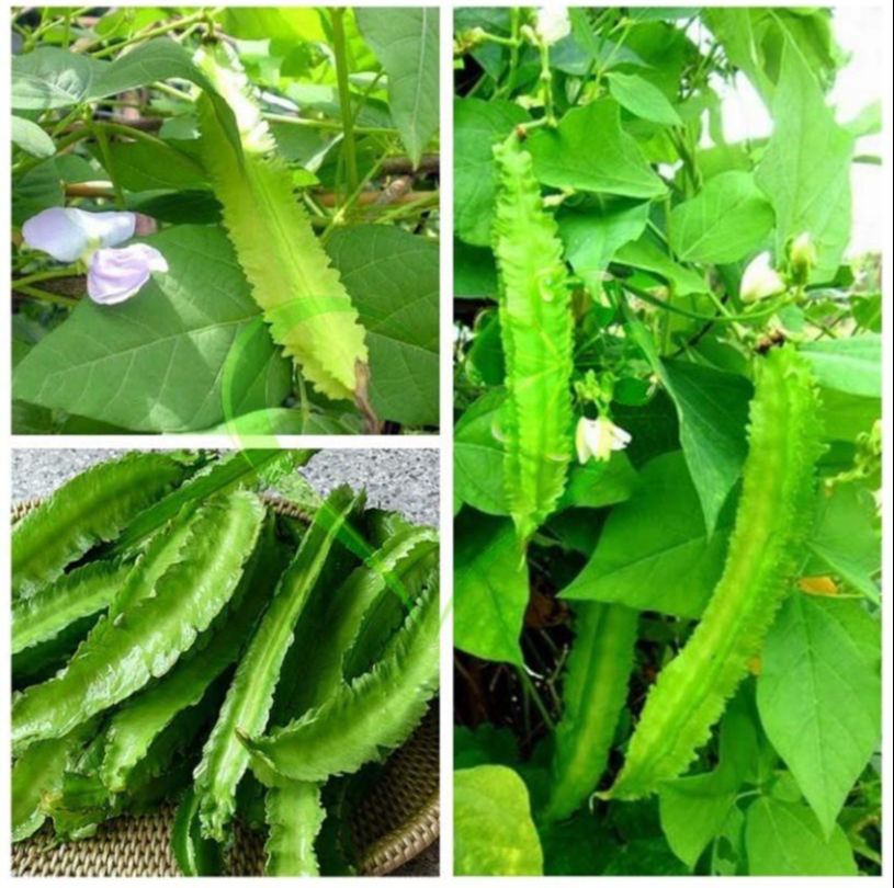 Hạt giống đậu rồng - gói 10 gram