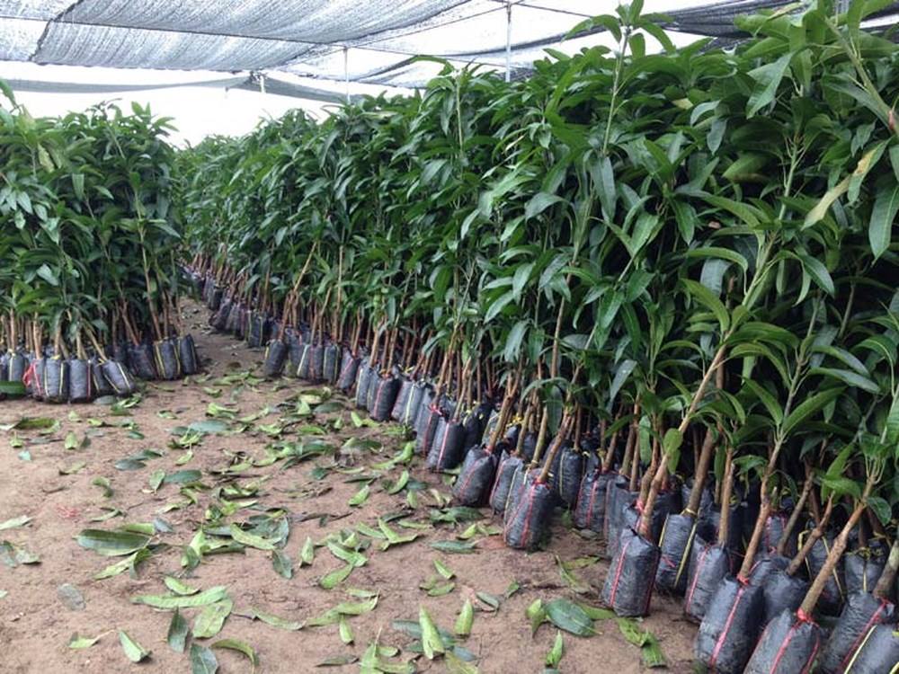 Cấy giống Xoài Keo CamPuchia. ( Giống chuẩn, Giống ghép đầu dòng, cho trái sớm).