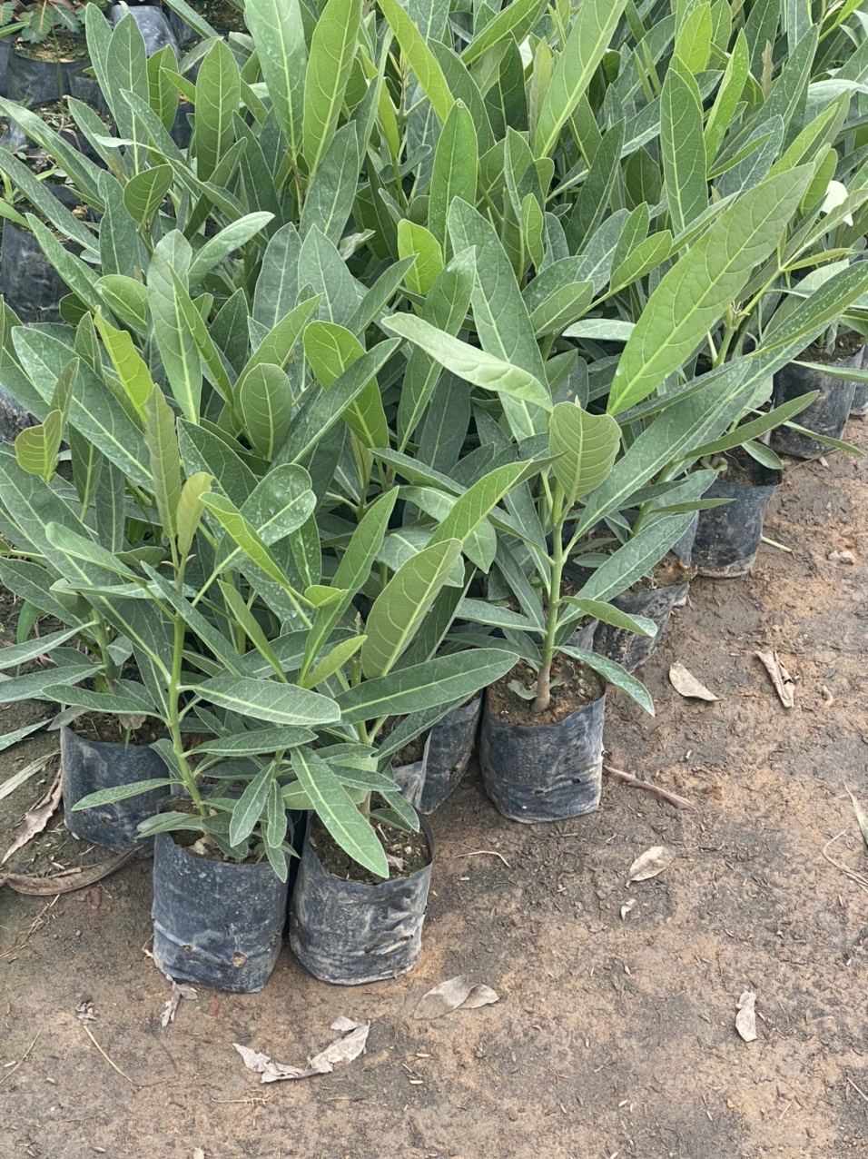 combo 2 cây chuông vàng đẹp cao 45cm
