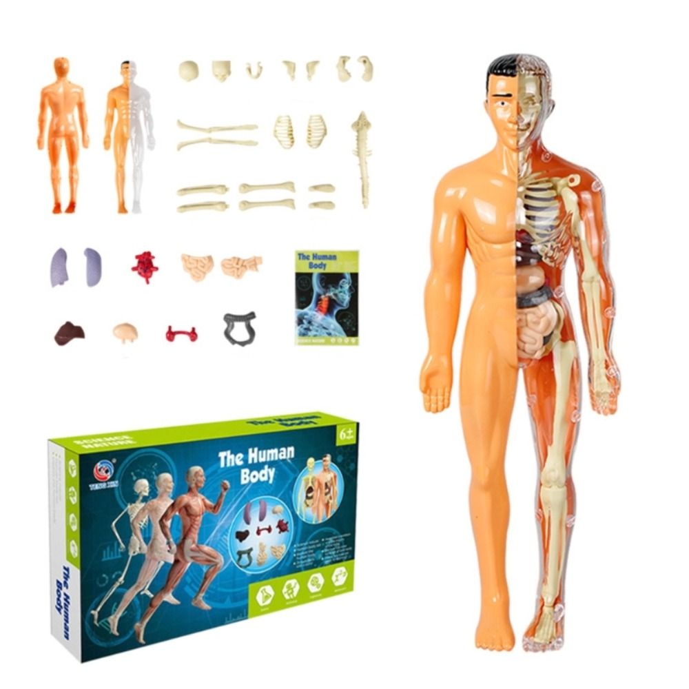 FLITY5 Anatomy Model Human Body Model Mannequin Body Puzzle 3D Body ...