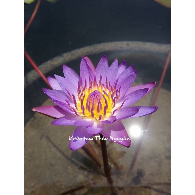 Cây hoa súng Thái Lan màu Tím Huế Đ-05