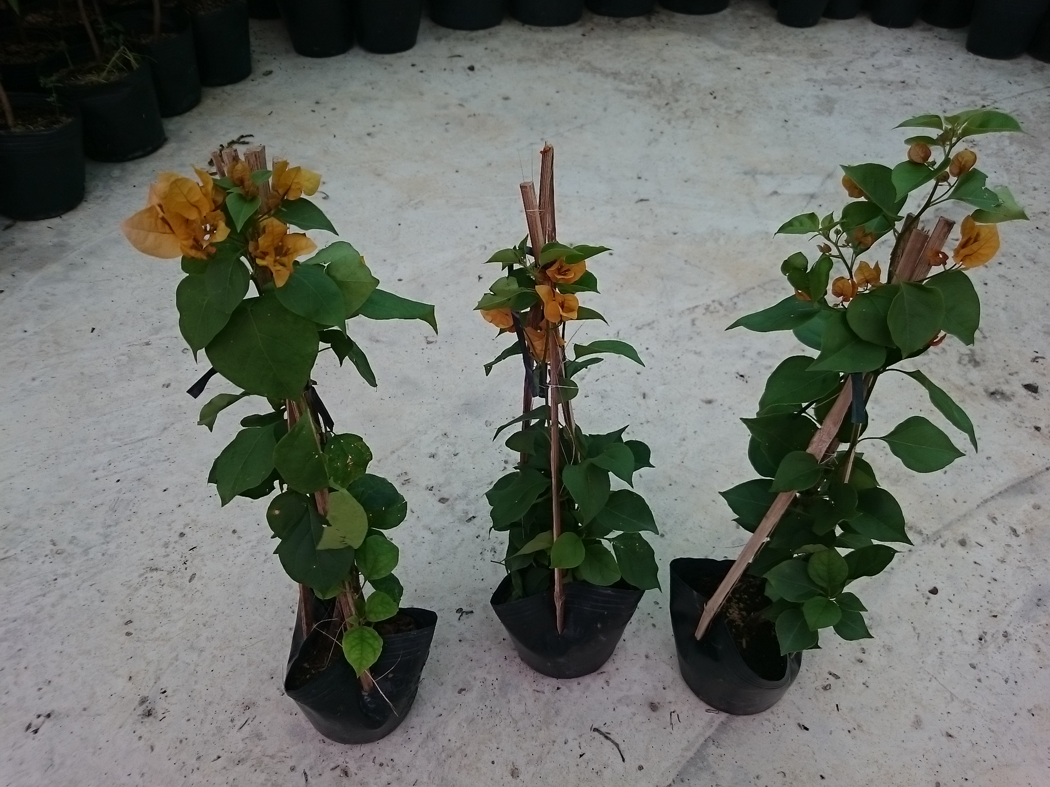 Cây Bông Giấy Vàng - cây cảnh sân vườn