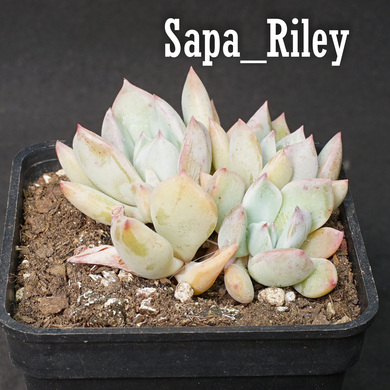 Sen đá Echeveria màu mè
