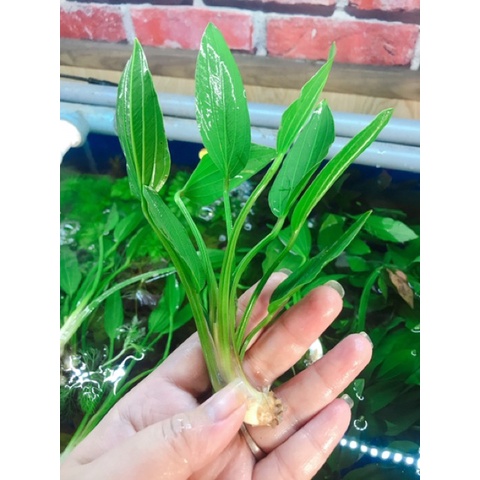 Cây Lan Nước - Cây Thuỷ Sinh Dễ Trồng Không Cần CO2