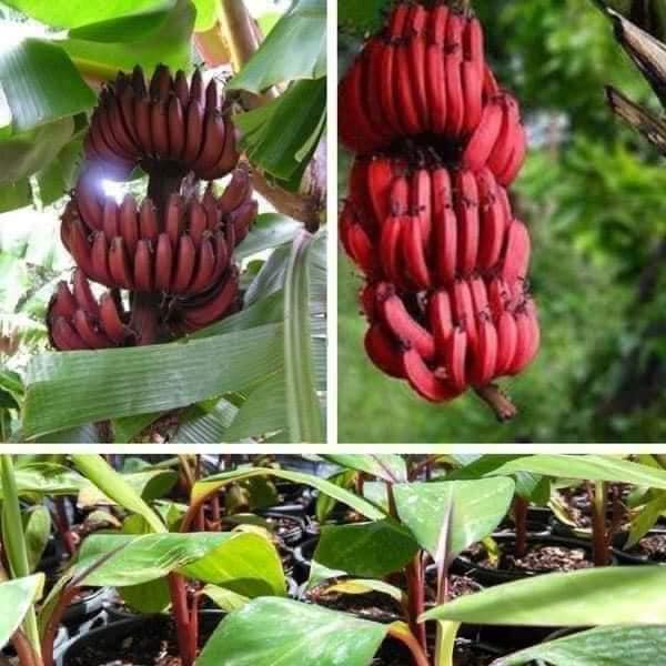 Cây Chuối Đỏ Dacca