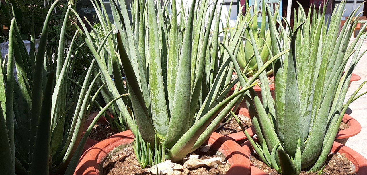2 Cây Nha Đam Mỹ Loại To 35-40cm ( Cây ươm chậu to khoẻ)