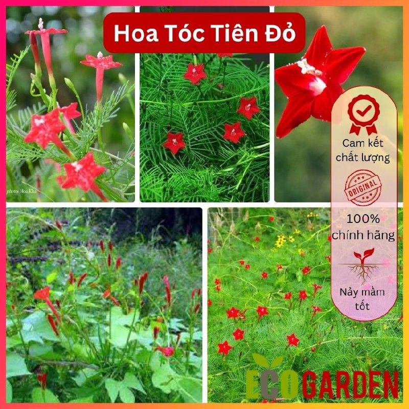 Hạt giống hoa dây leo tóc tiên đỏ