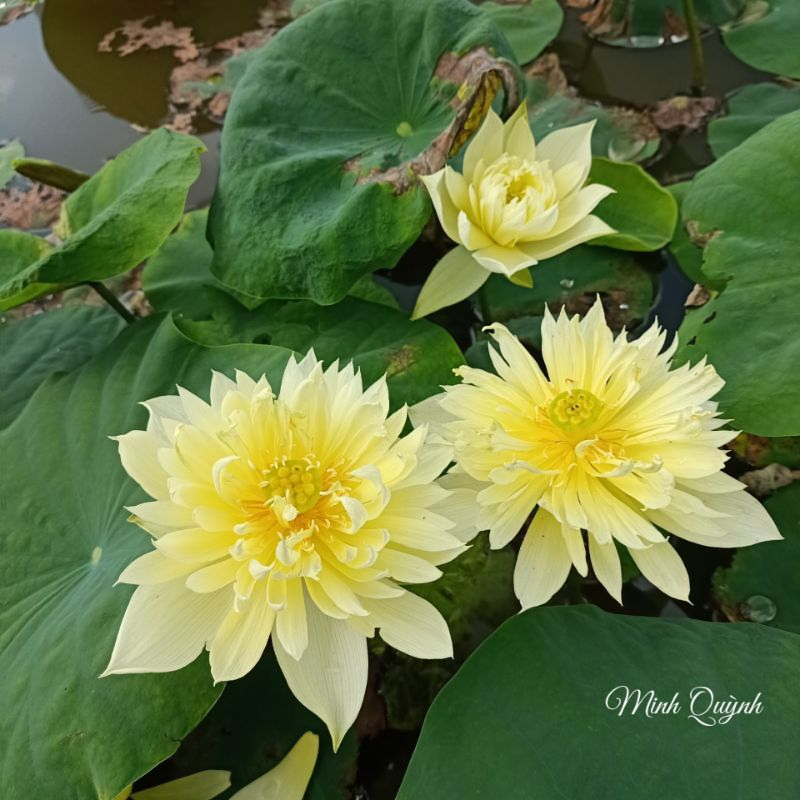 Củ giống hoa sen vàng " Autumn in moling "