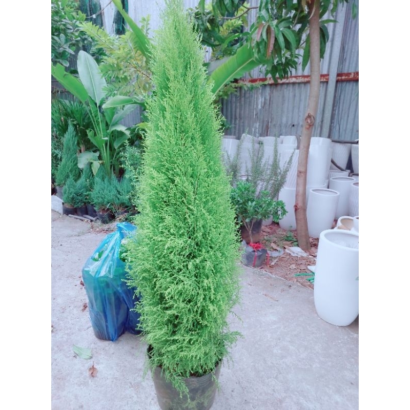 Cây tùng thơm lớn trên 1m