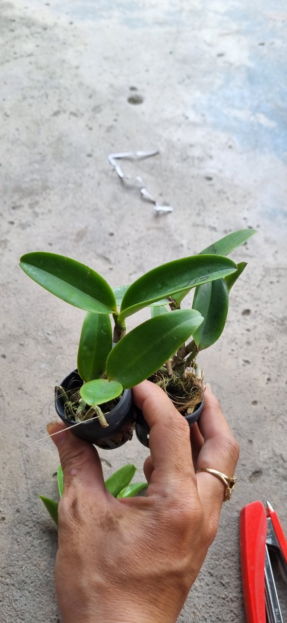 Hoa lan catt cẩm báo đốm