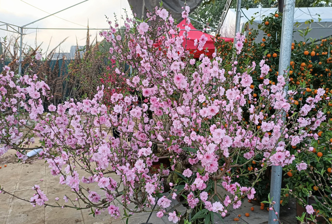 cây đào phải cổ mộc châu (đào hoa) - cây giống