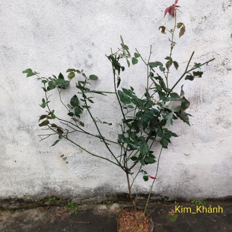 Hoa hồng Nhung cổ, Quế son, Quế hồng