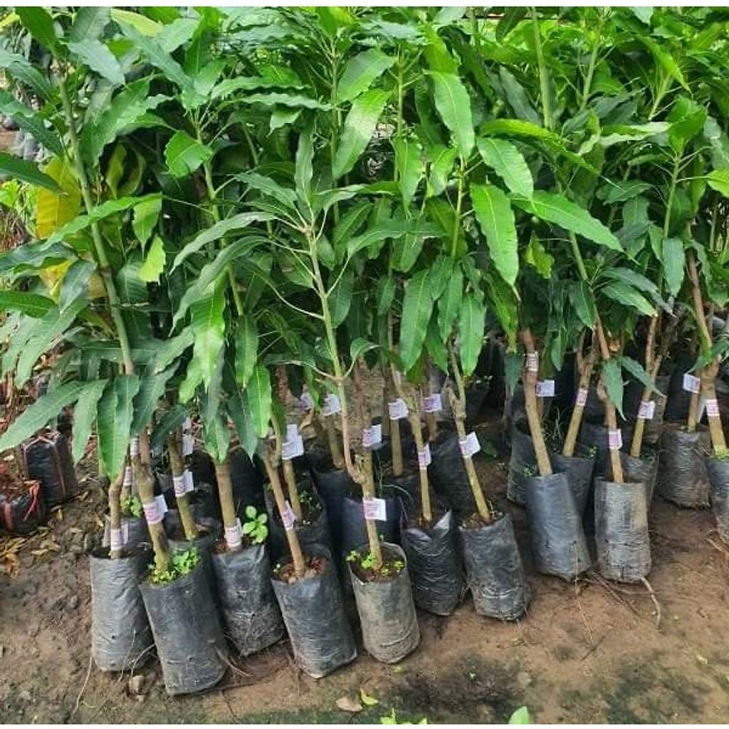 cây giống xoài thanh ca (xoài mút ) châu đốc cực ngọt thơm