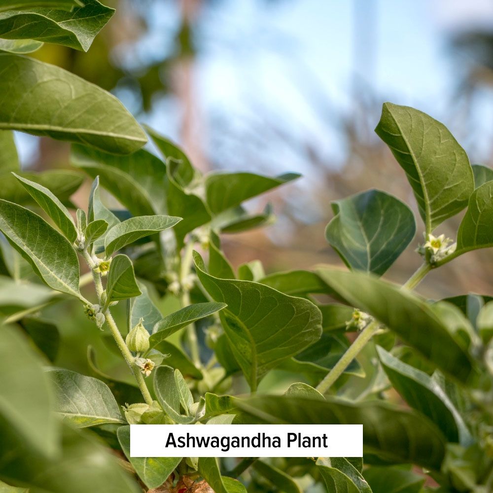 [Banyan Botanicals] Ashwagandha Powder - Bột rễ Ashwagandha