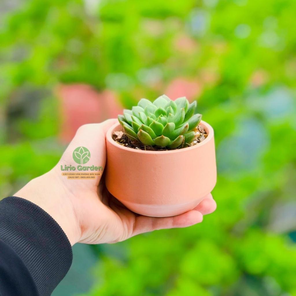 cây sen đá bầu kèm chậu hạt dẻ nhỏ [ tặng kèm đất trồng cây ]
