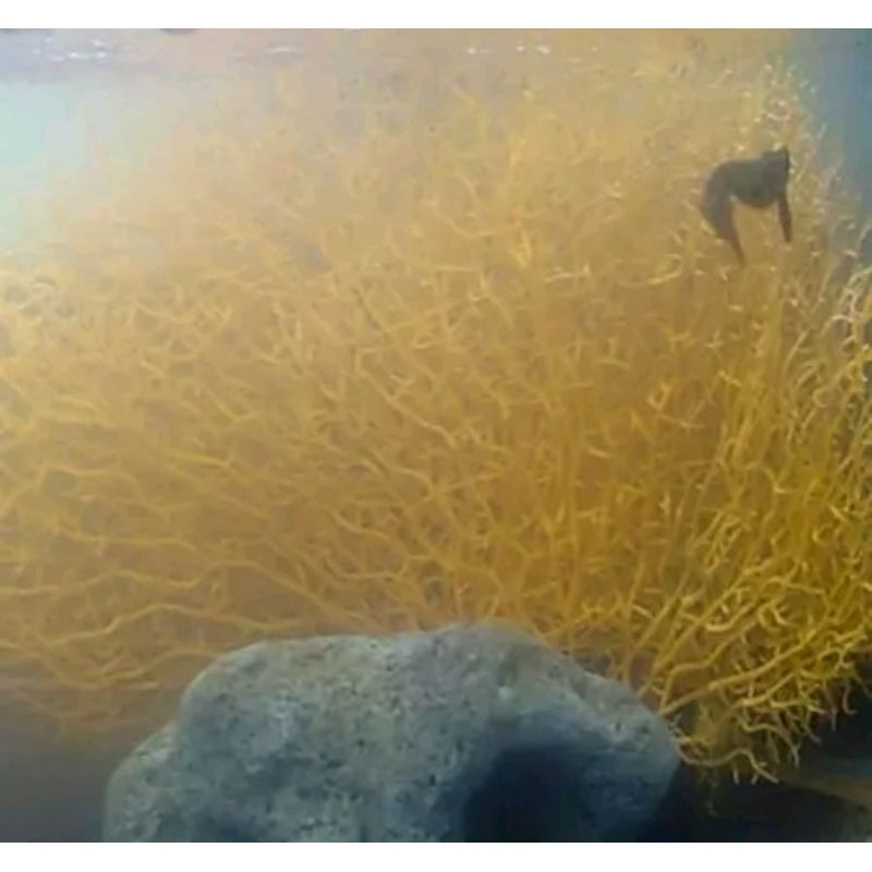 SEA FAN  SFL 52 BUNGA KIPAS HIASAN DEKORASI AQUARIUM AQUASCAPE