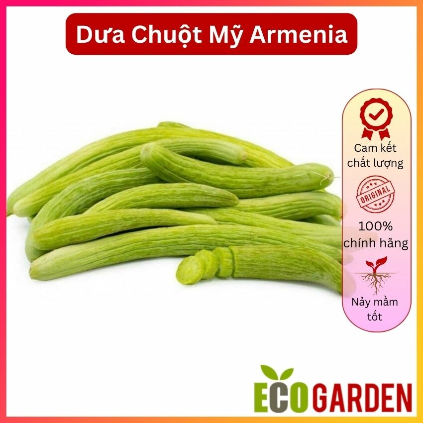 Hạt giống dưa chuột mỹ siêu dài - dưa chuột rắn armenian