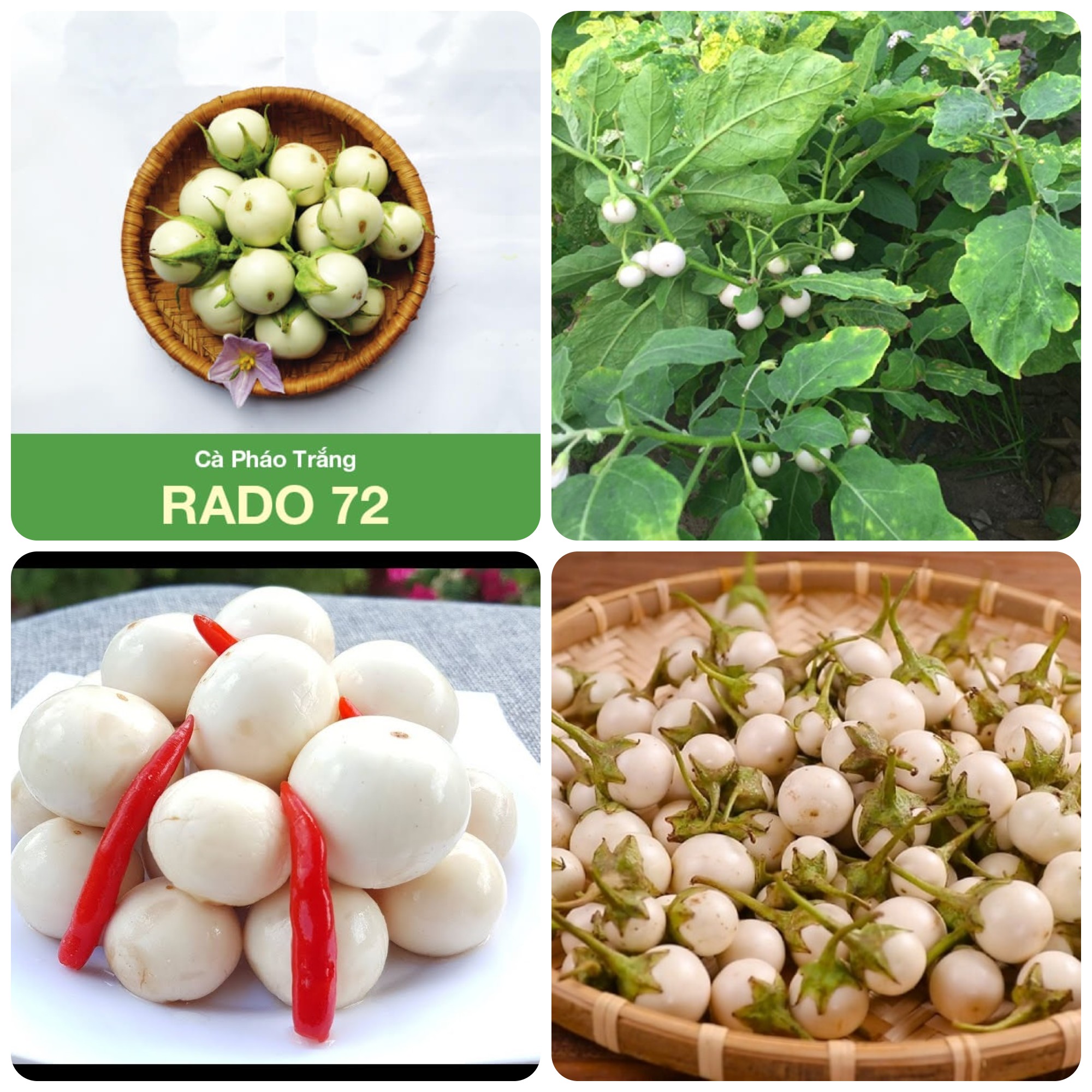 Hạt giống Cà pháo trắng gói 0.5gr