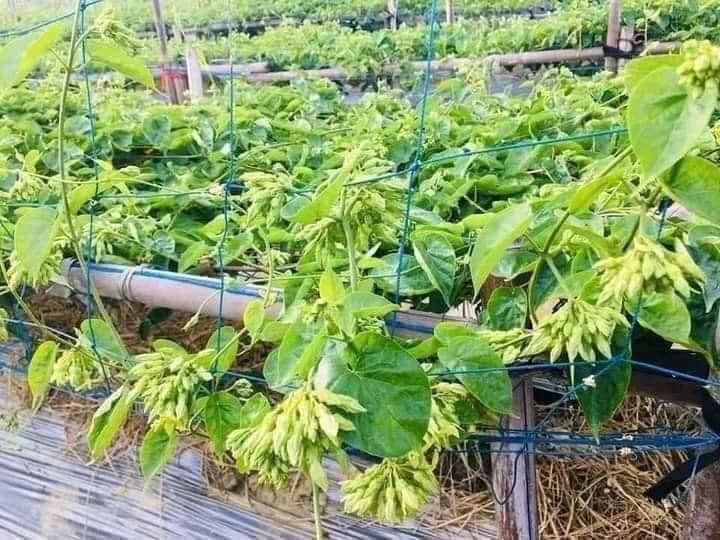 cây giống hoa thiên lý siêu hoa-feership từ 50k