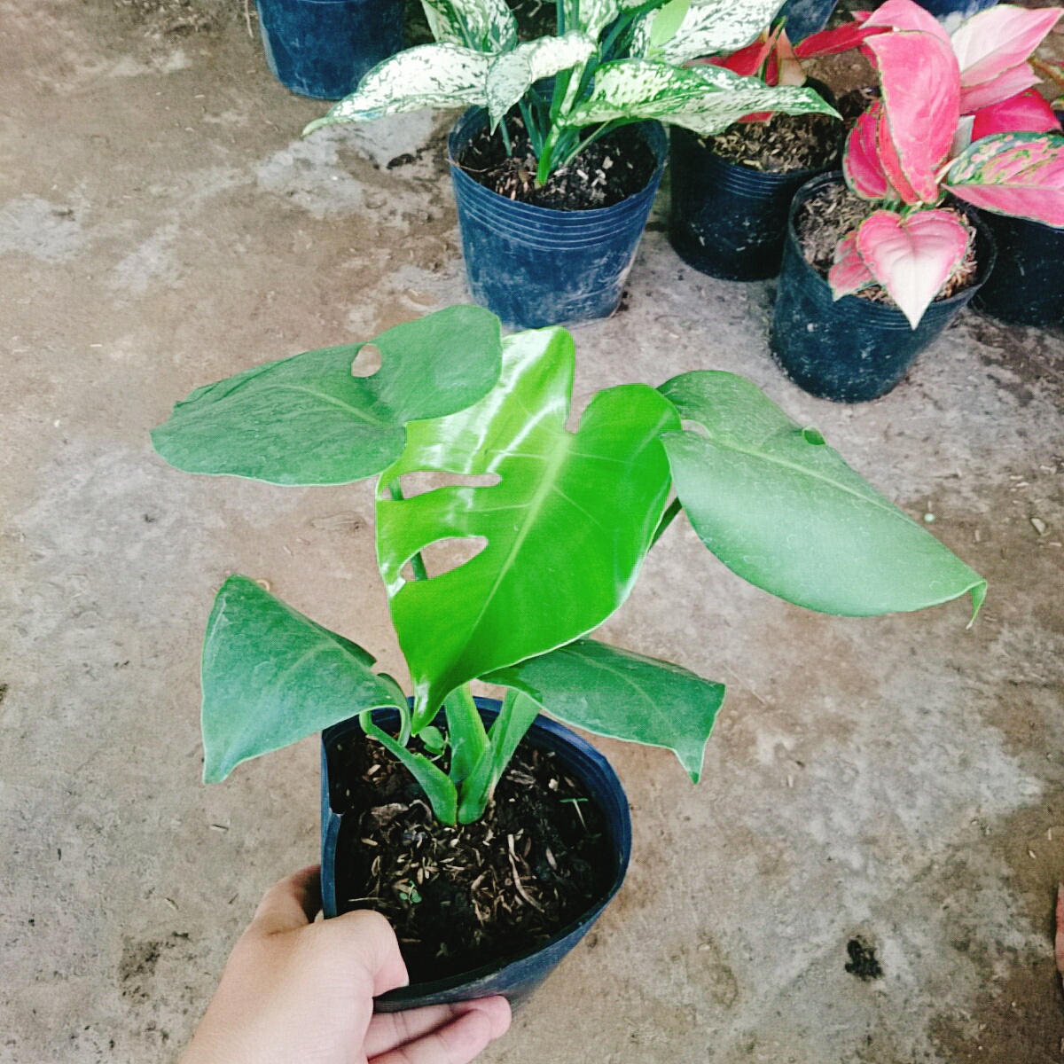 Trầu Bà Lá Xẻ - trầu bà nam mỹ