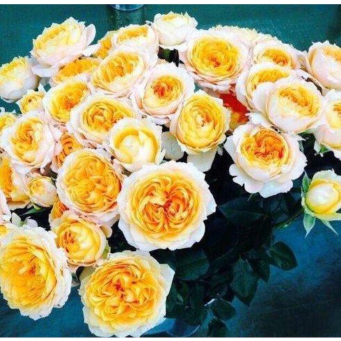 Hoa hồng Orange Moon - cây giống rễ trần