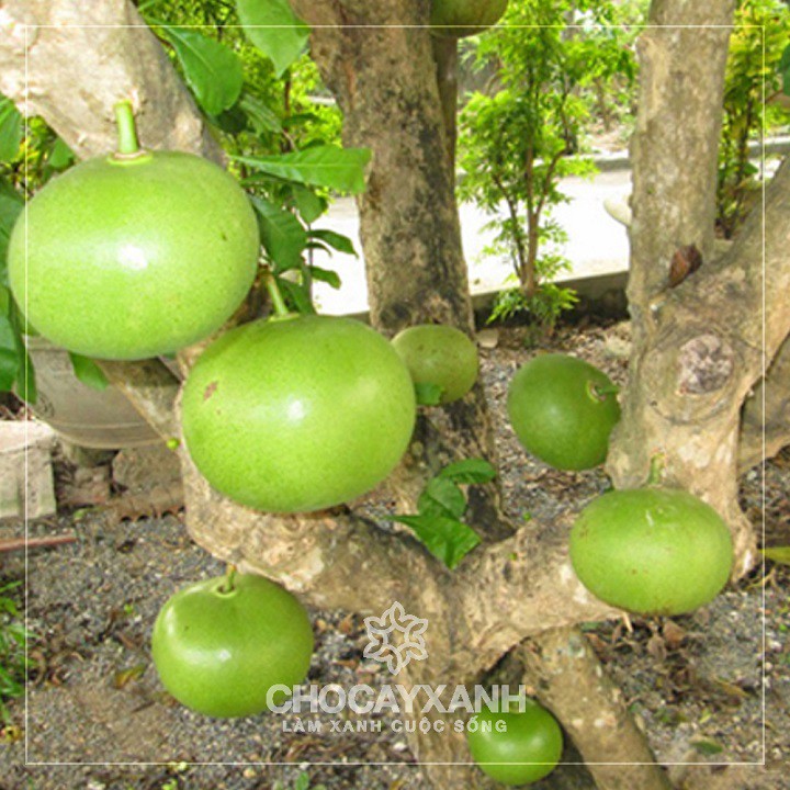 CÂY GIỐNG CÂY ĐÀO TIÊN (ĐÀO TRƯƠNG SINH)