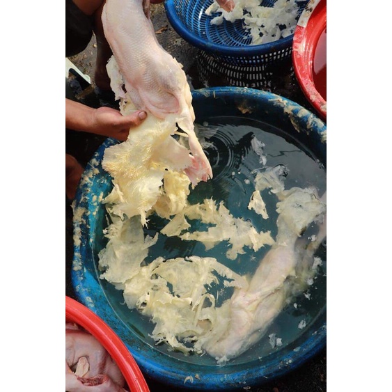 SÁP LÀM LÔNG VỊT TÚI 2KG + TẶNG DAO LÀM LÒNG