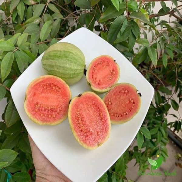 cây giống ổi cẩm thạch -feership từ 50k
