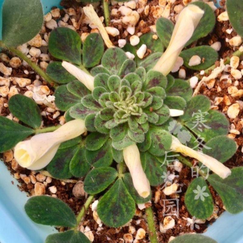 củ hoa oxalis dòng luteola