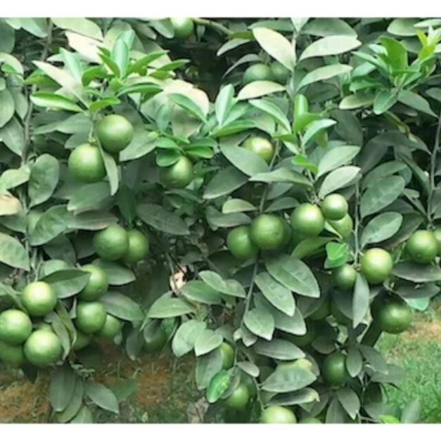 CÂY GIỐNG CHANH TÝ QUÝ
