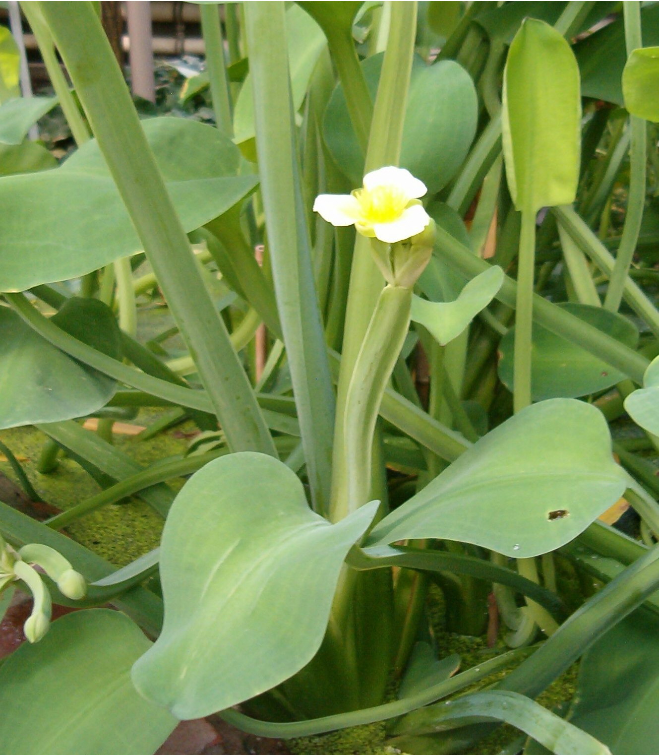 Cây giống cây kèo nèo