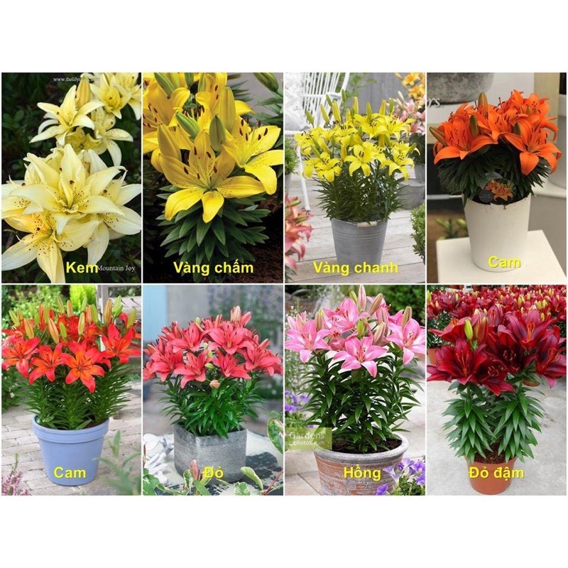 Củ hoa ly lùn Hà Lan (cánh đơn và cánh kép), củ sẵn mầm và rễ (size 12/14)