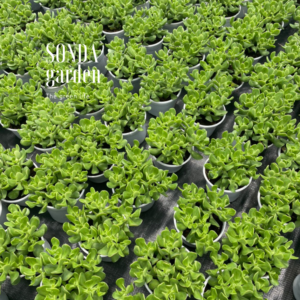 SEN ĐÁ THẠCH BÍCH LÁ XOĂN SIZE TRUNG BÌNH, LỖI 1 ĐỔI 1